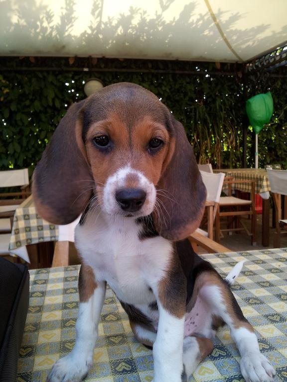 Agriturismo Le Clementine Badia Polesine 外观 照片
