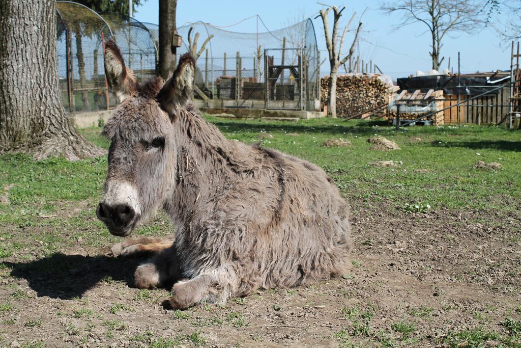 Agriturismo Le Clementine Badia Polesine 外观 照片